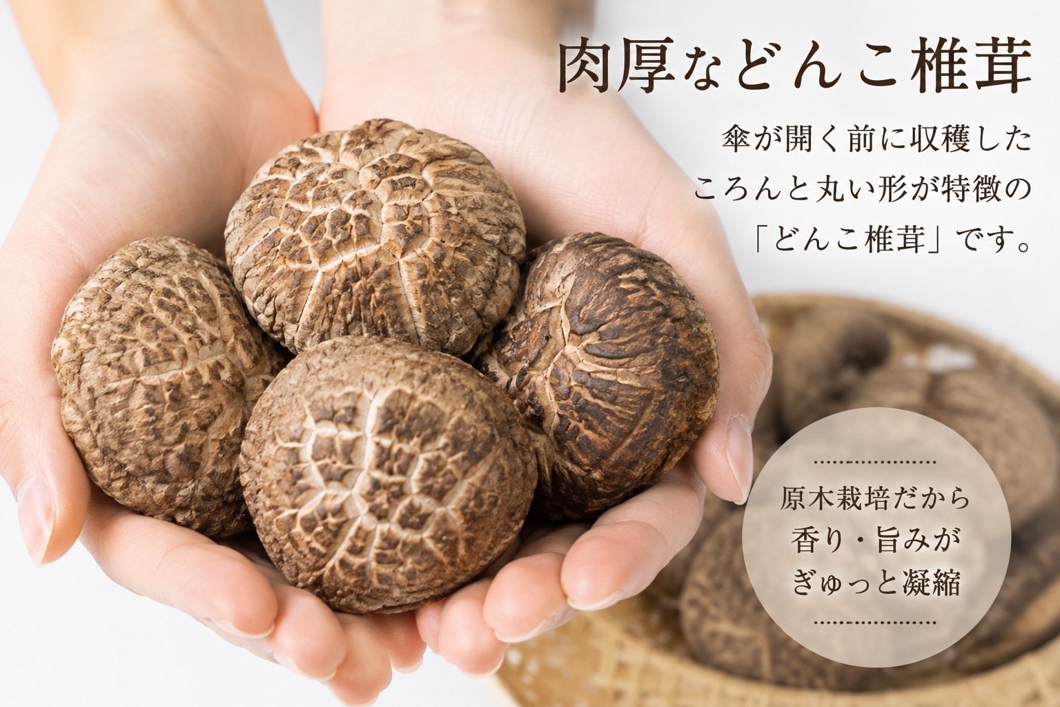 ころんと丸く肉厚などんこ椎茸
